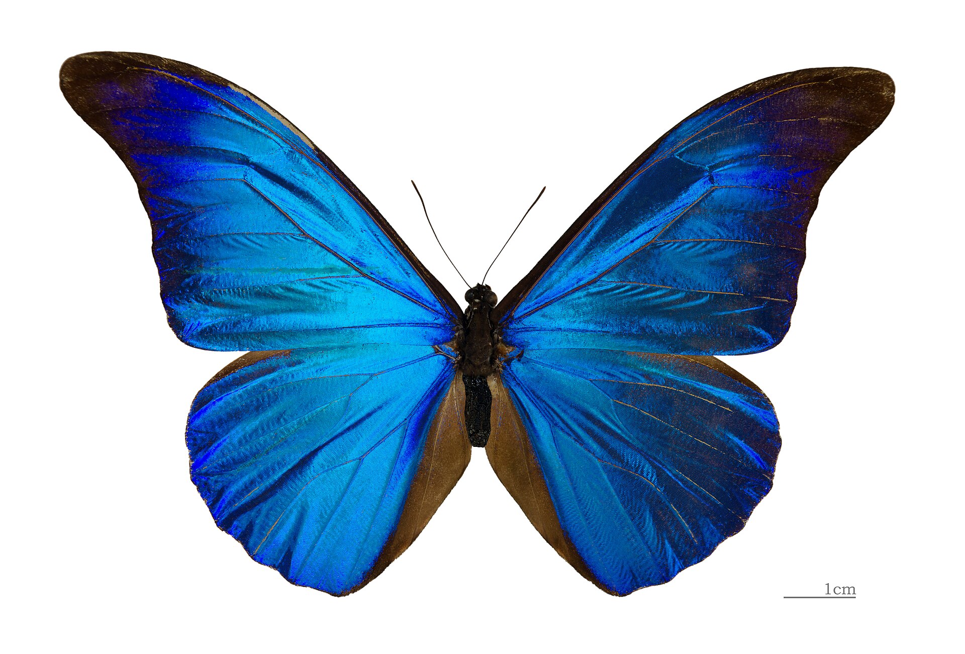 Imagem de referência relacionada a Morpho rhetenor, item descrito como espécie de inseto