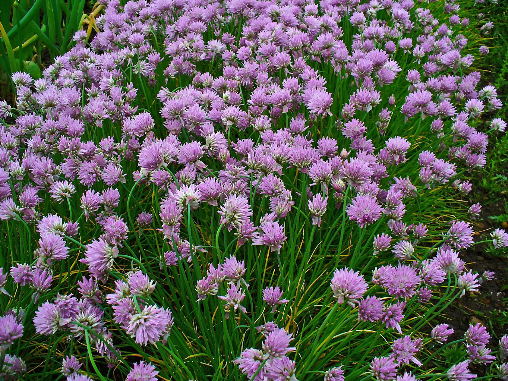 Imagem de referência relacionada a Allium schoenoprasum, item descrito como espécie de planta comestível