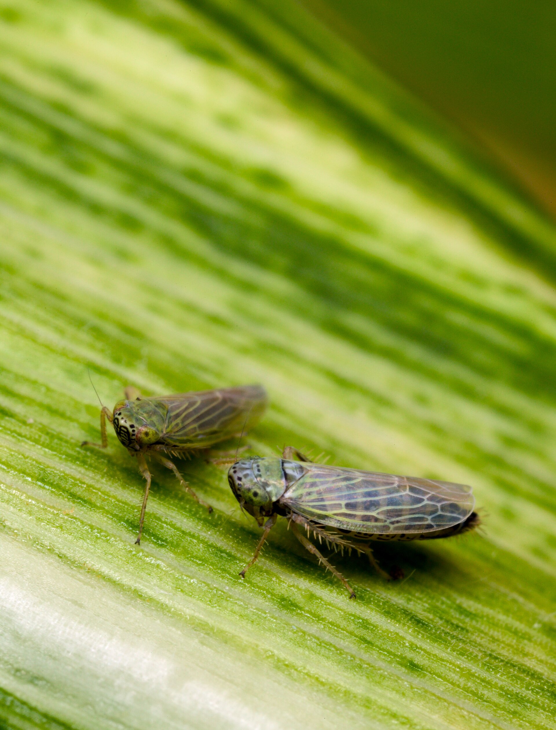 Imagem de referência relacionada a Maize streak virus, item descrito como registro de referência sobre Maize streak virus, organizado a partir de dados estruturados abertos