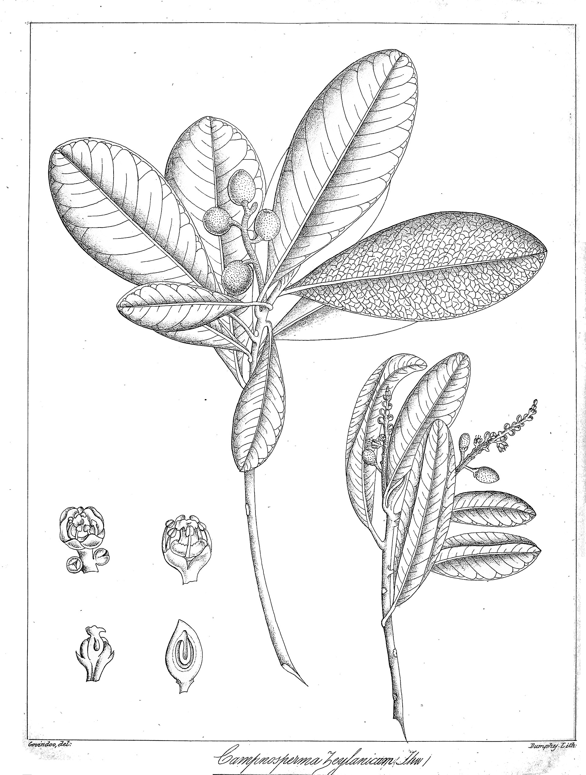 Imagem de referência relacionada a Campnosperma, item descrito como género de plantas