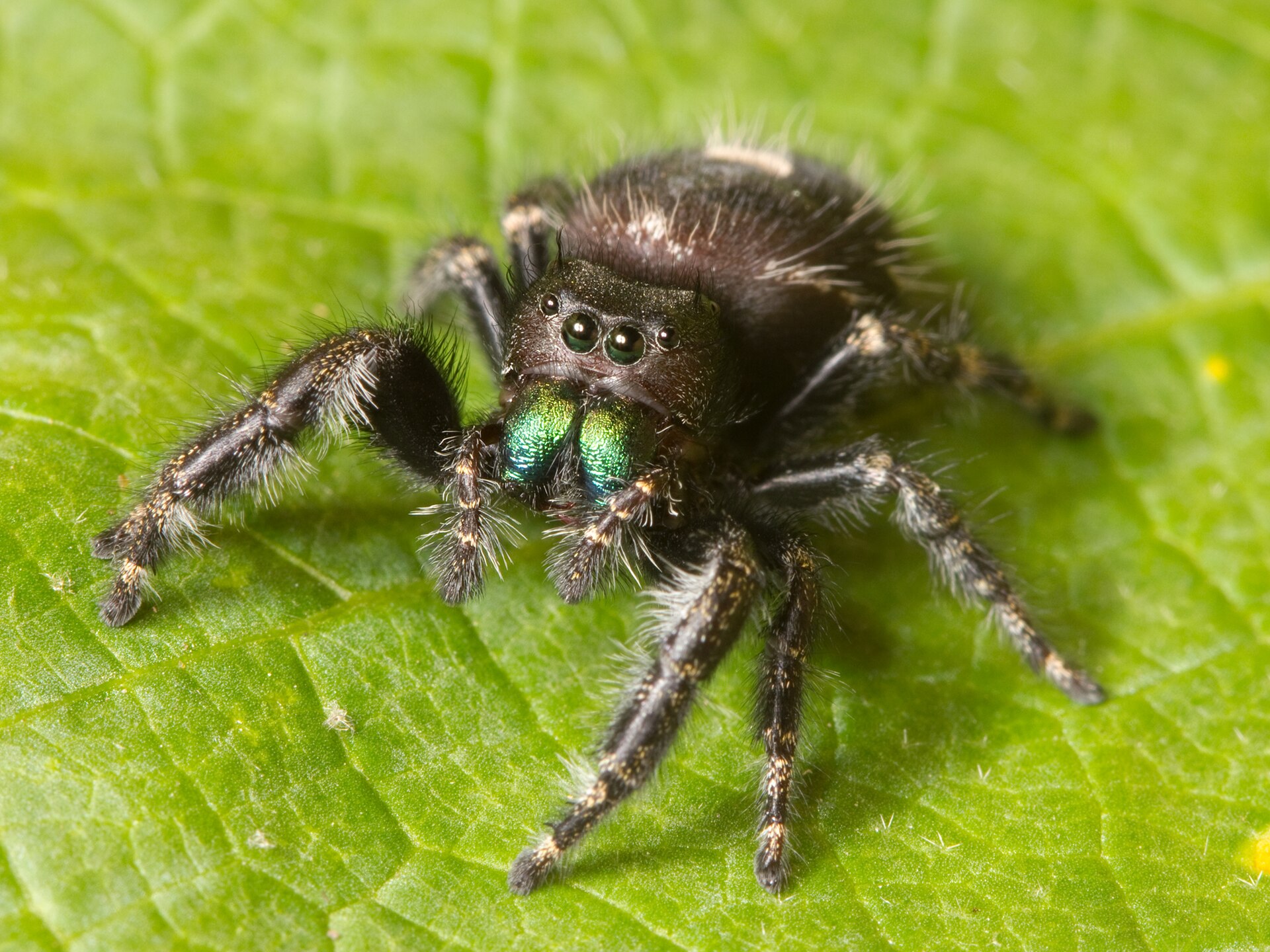 Imagem de referência relacionada a Phidippus audax, item descrito como espécie de aracnídeo
