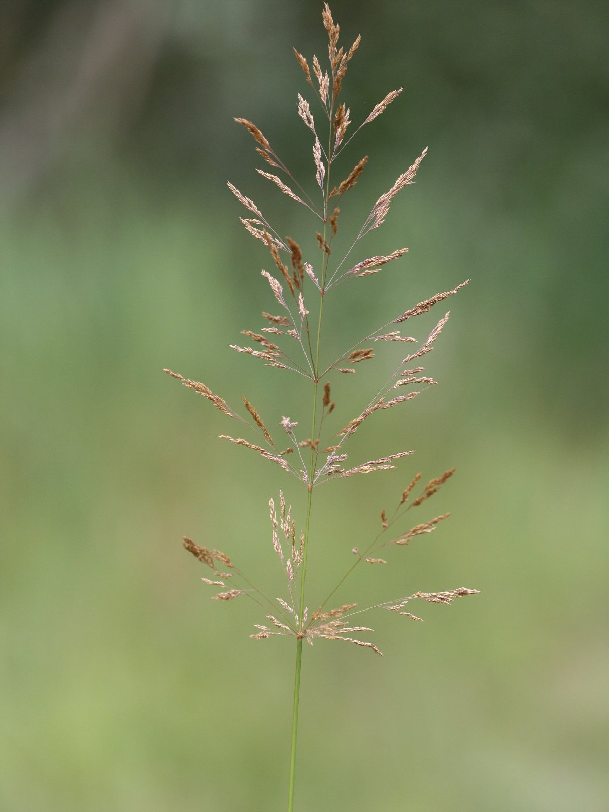 Imagem de referência relacionada a Agrostis gigantea, item descrito como registro de referência sobre Agrostis gigantea, organizado a partir de dados estruturados abertos