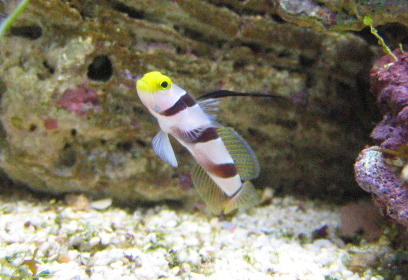 Imagem de referência relacionada a Stonogobiops, item descrito como género de peixes