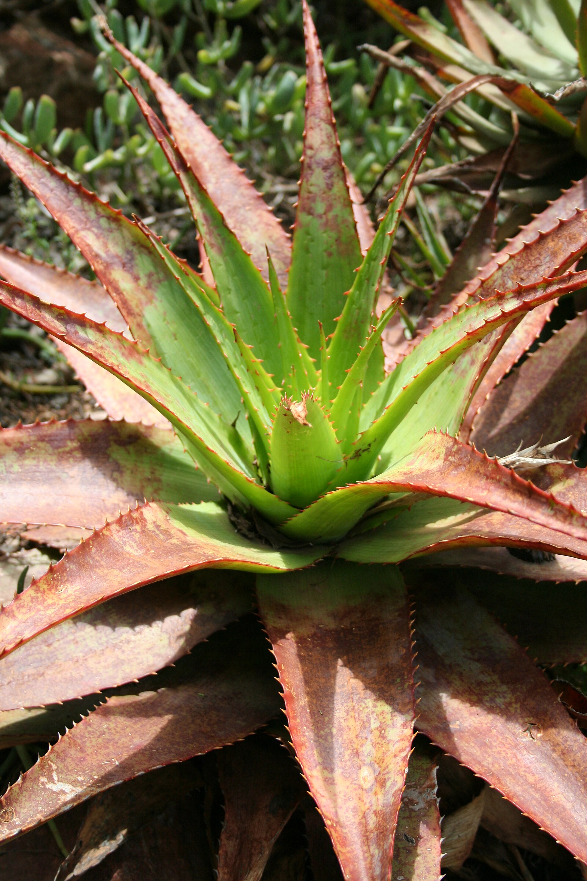 Imagem de referência relacionada a Aloe succotrina, item descrito como registro de referência sobre Aloe succotrina, organizado a partir de dados estruturados abertos