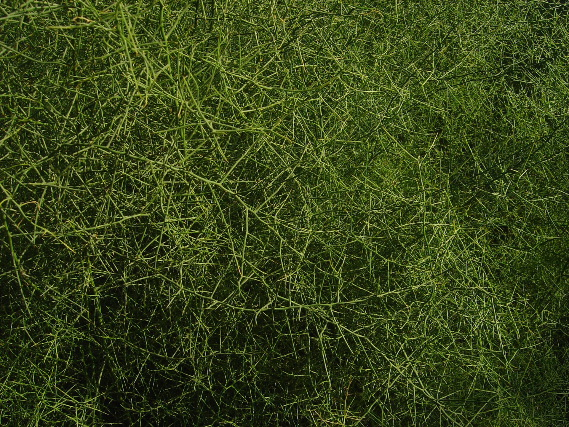 Imagem de referência relacionada a Koeberlinia spinosa, item descrito como espécie de planta