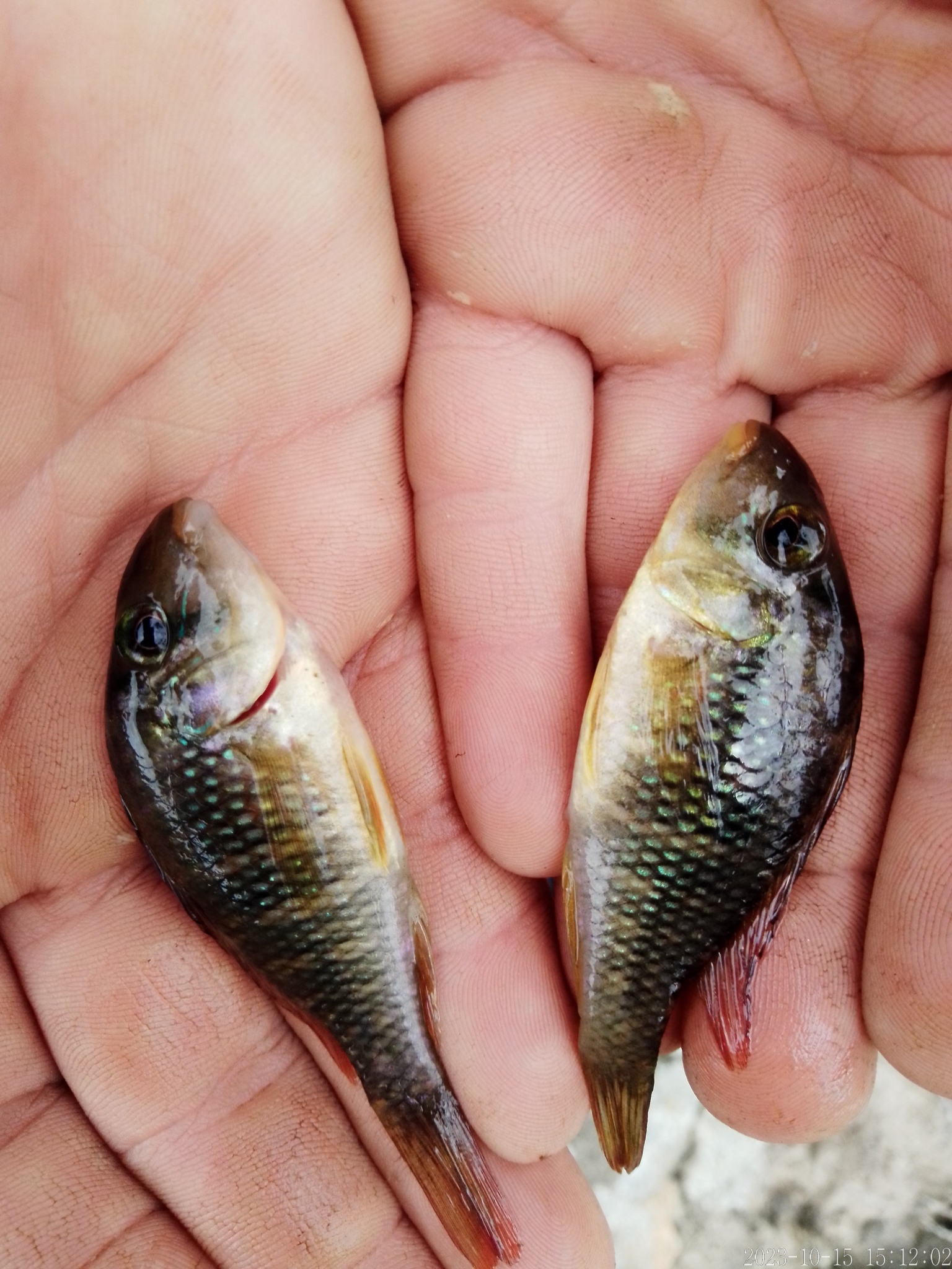 Imagem de referência relacionada a Gymnogeophagus labiatus, item descrito como registro de referência sobre Gymnogeophagus labiatus, organizado a partir de dados estruturados abertos