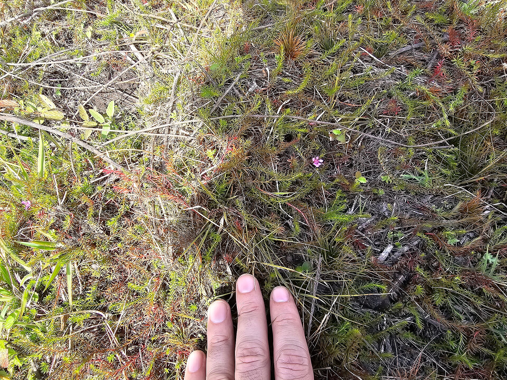 Imagem de referência relacionada a Cuphea arenarioides, item descrito como espécie de planta