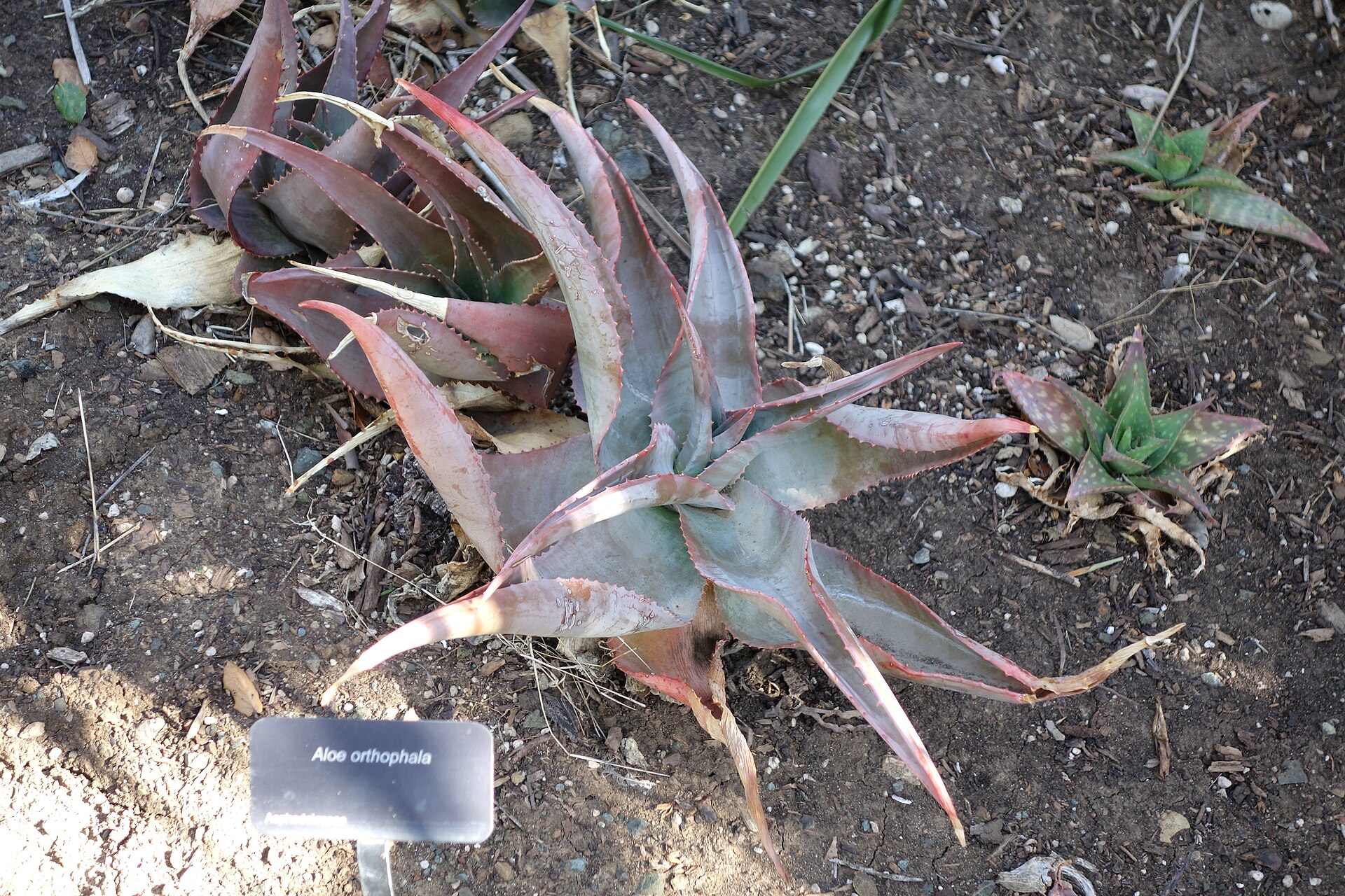 Imagem de referência relacionada a Aloe ortholopha, item descrito como espécie de planta
