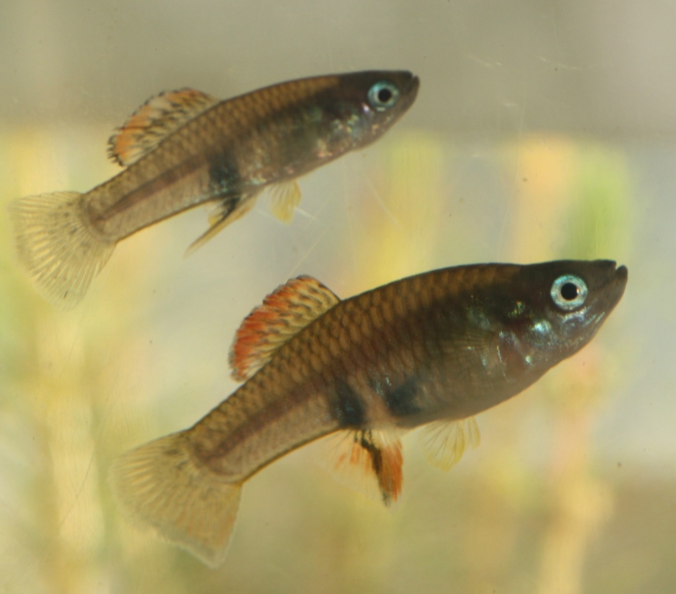 Imagem de referência relacionada a Brachyrhaphis, item descrito como género de peixes