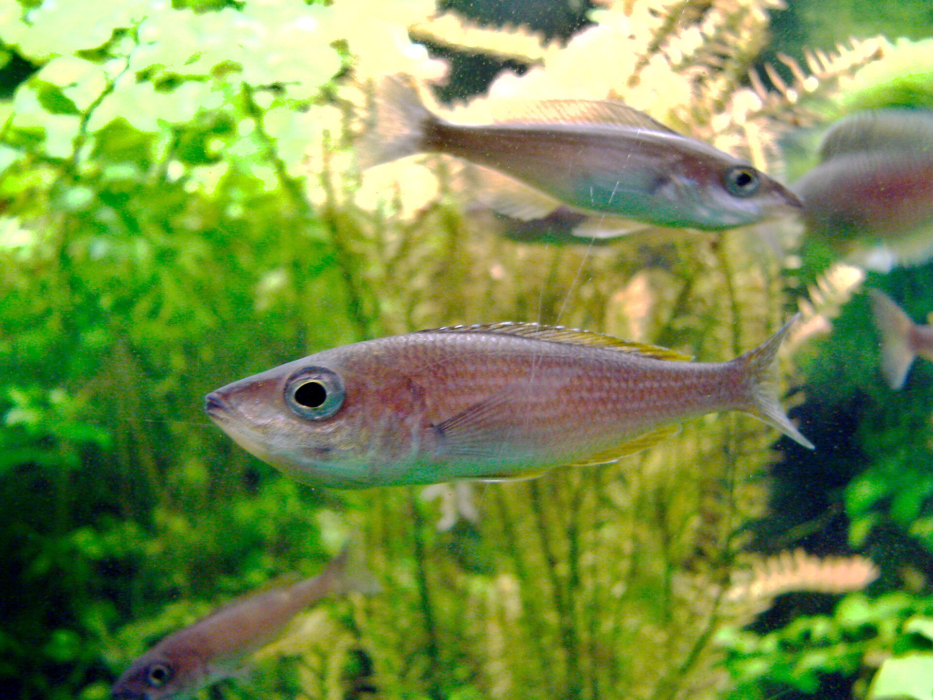 Imagem de referência relacionada a Cyprichromis leptosoma, item descrito como registro de referência sobre Cyprichromis leptosoma, organizado a partir de dados estruturados abertos