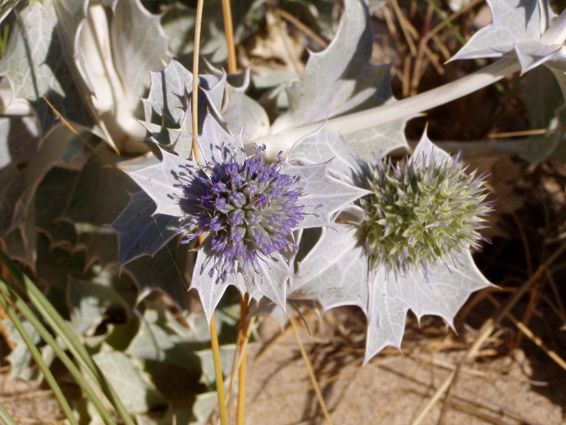 Imagem de referência relacionada a Eryngium maritimum, item descrito como espécie de planta