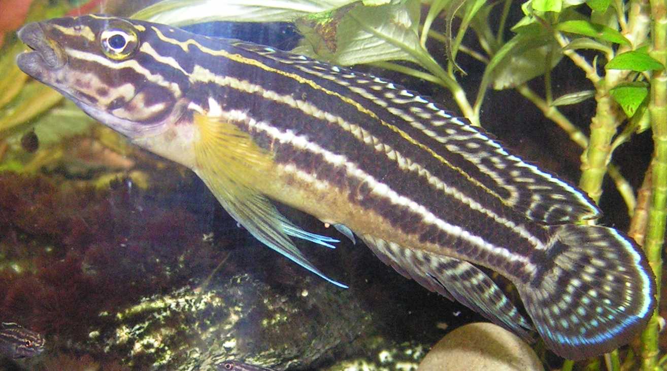 Imagem de referência relacionada a Julidochromis, item descrito como género de peixes