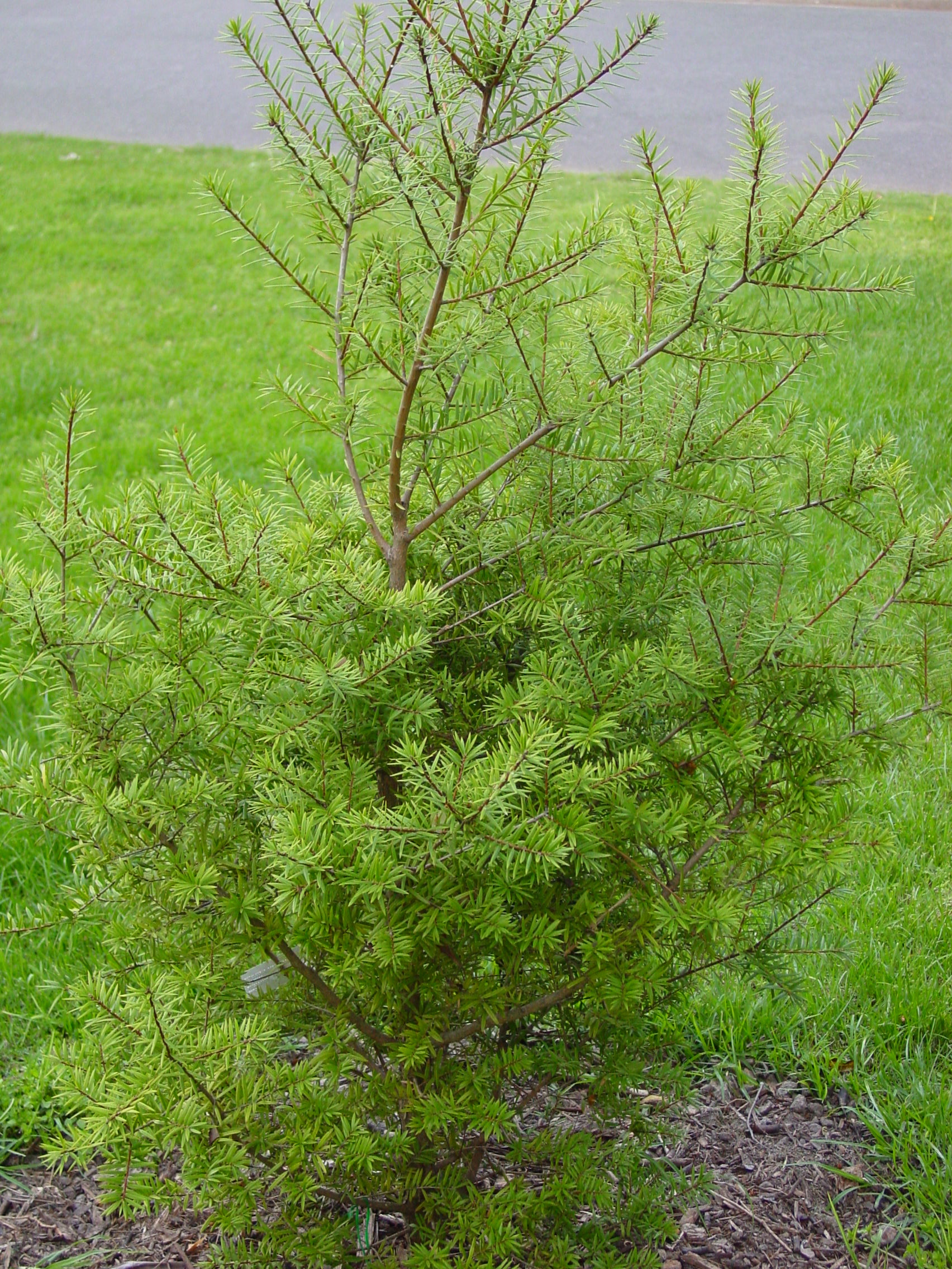 Imagem de referência relacionada a Keteleeria, item descrito como género de plantas