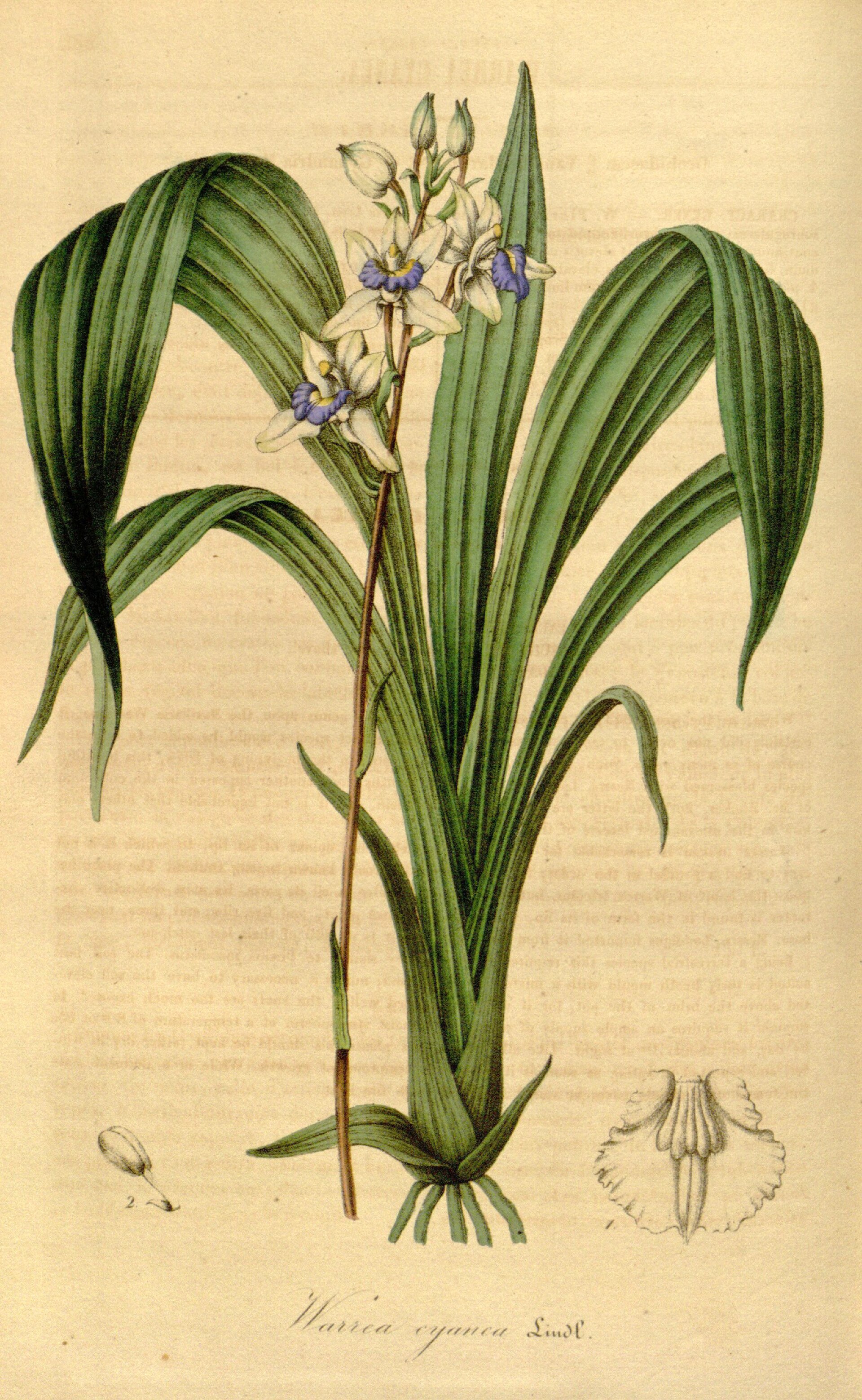 Imagem de referência relacionada a Acacallis, item descrito como género de plantas