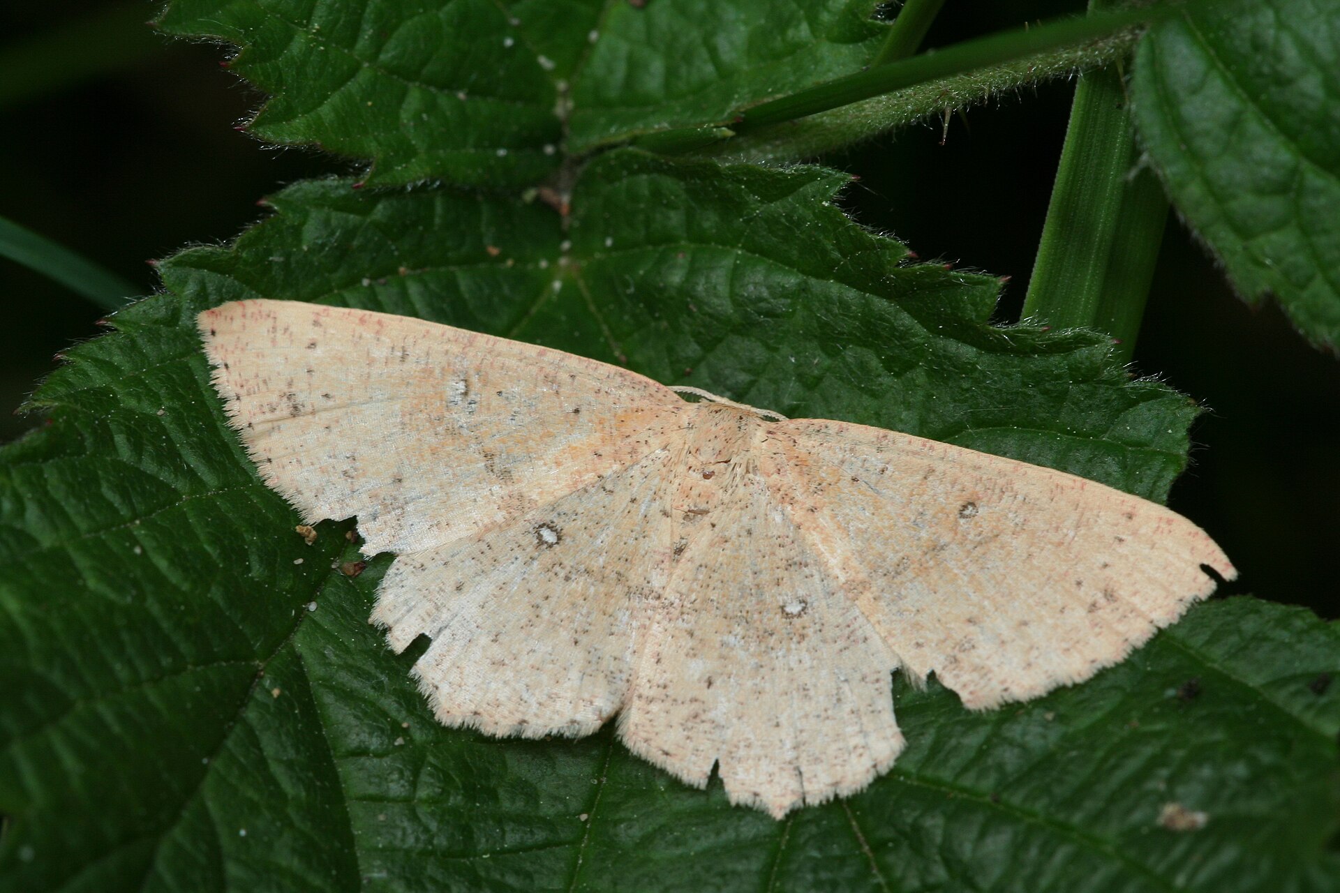 Imagem de referência relacionada a Cyclophora porata, item descrito como espécie de inseto