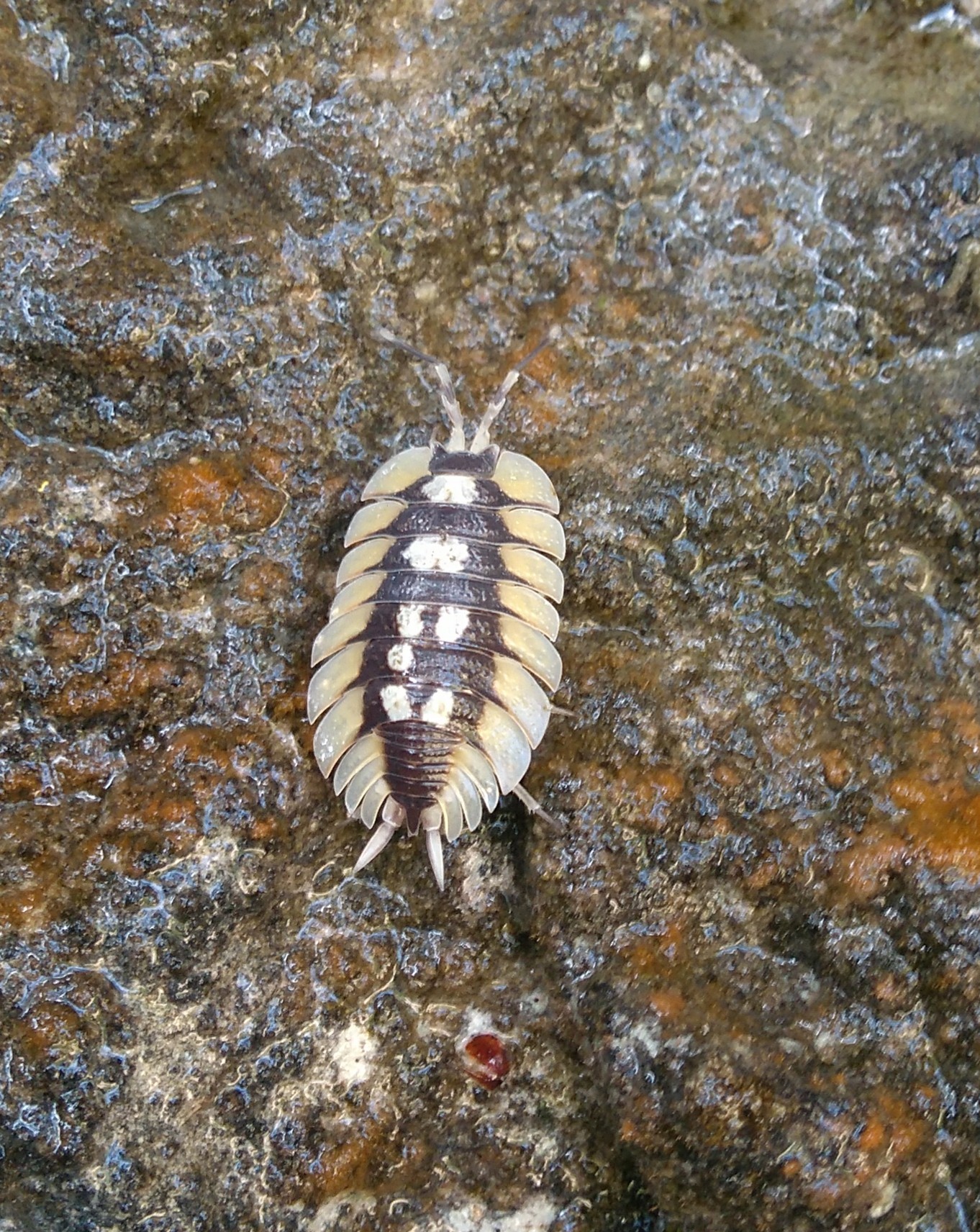 Imagem de referência relacionada a Porcellio expansus, item descrito como registro de referência sobre Porcellio expansus, organizado a partir de dados estruturados abertos