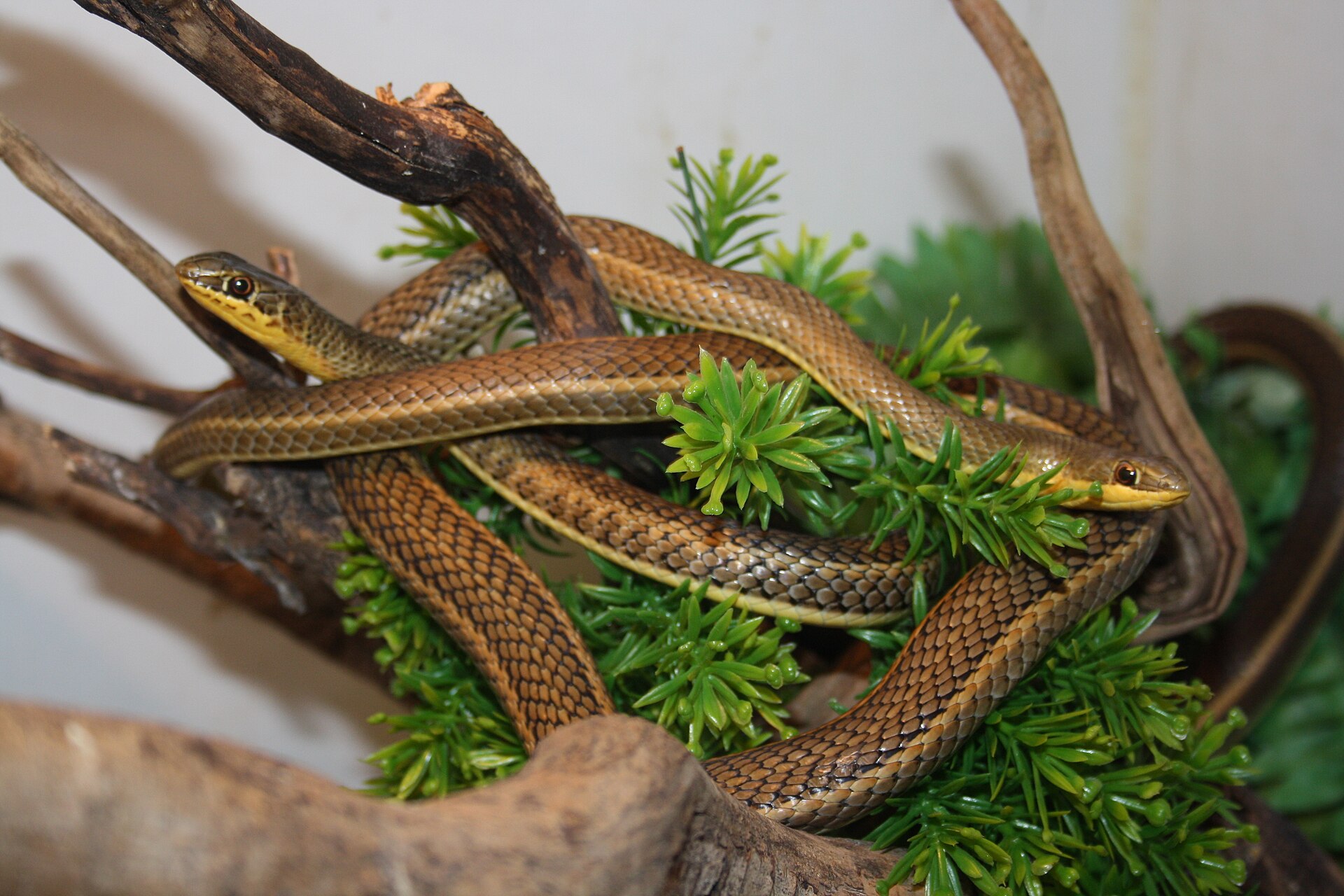 Imagem de referência relacionada a Psammophis sibilans, item descrito como registro de referência sobre Psammophis sibilans, organizado a partir de dados estruturados abertos