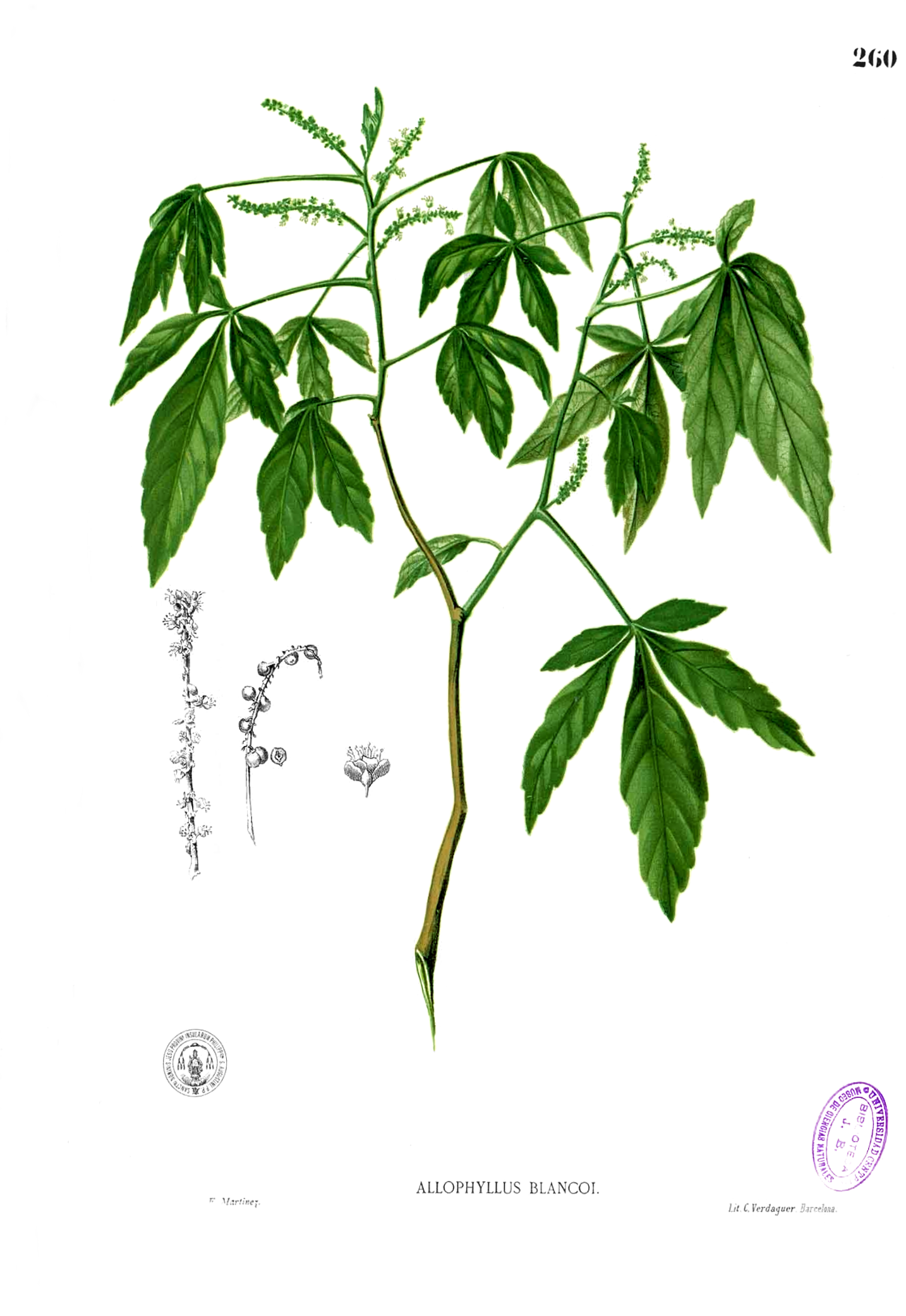 Imagem de referência relacionada a Allophylus, item descrito como género de plantas