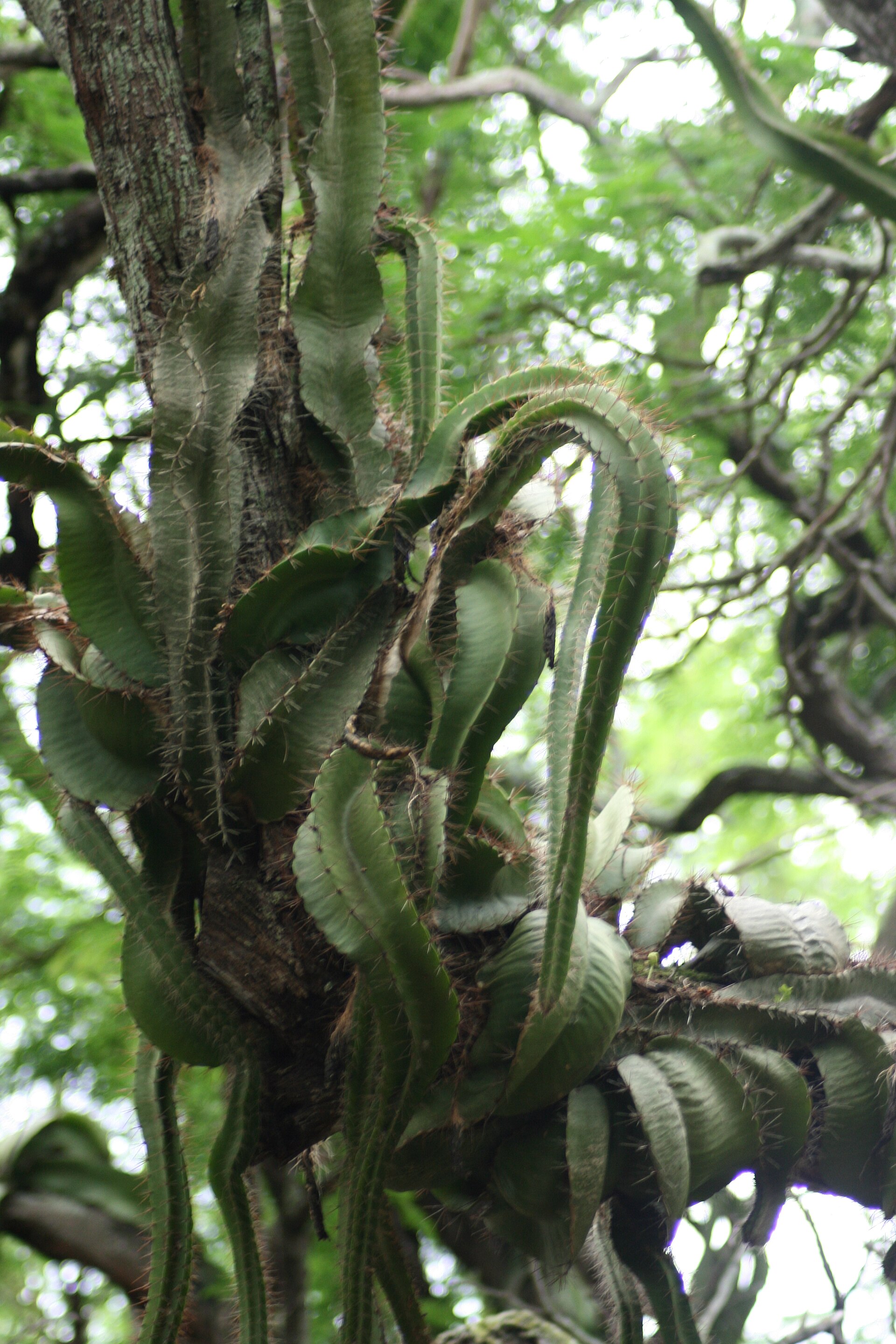 Imagem de referência relacionada a Pseudoacanthocereus, item descrito como género de plantas