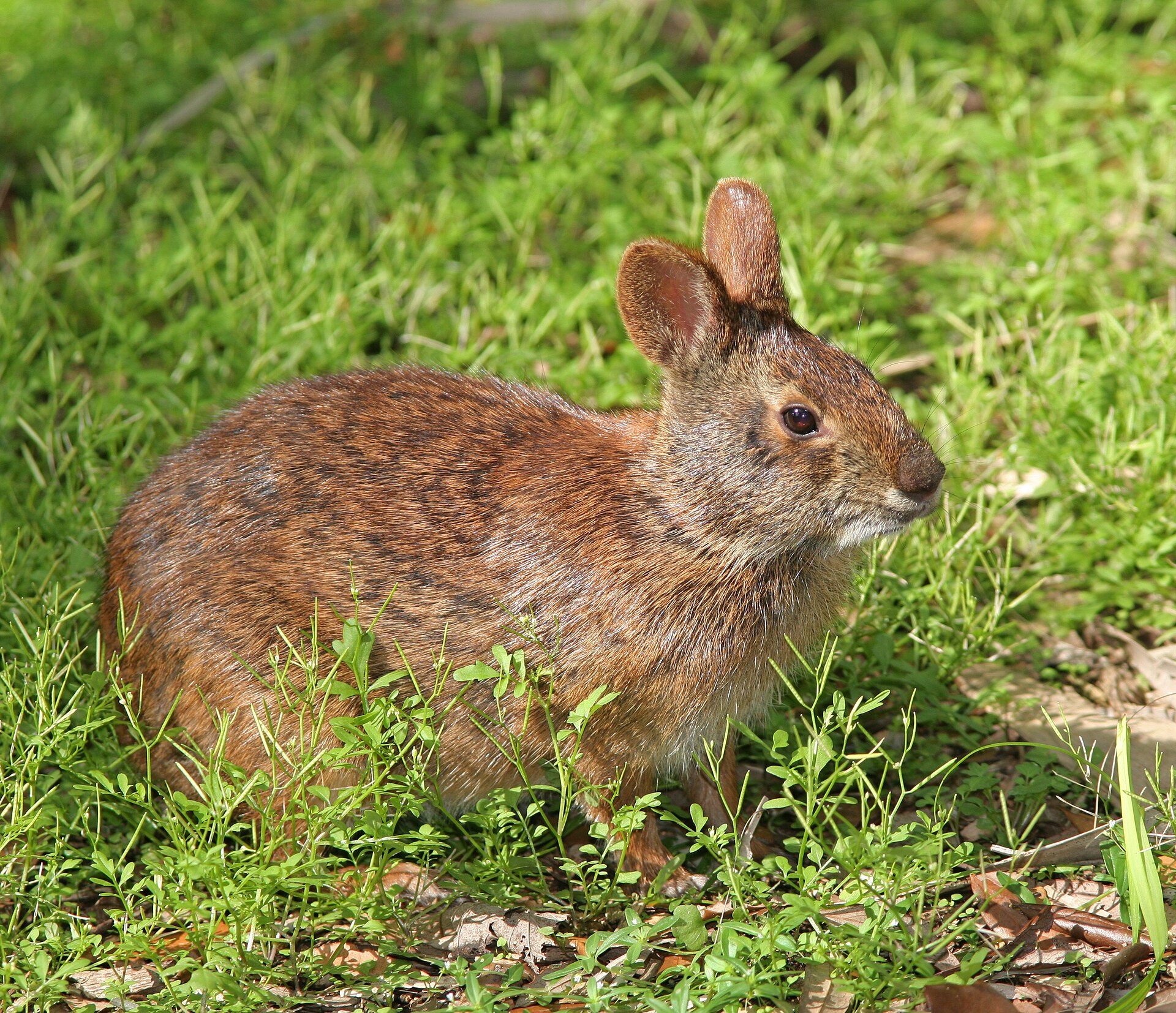 Imagem de referência relacionada a Sylvilagus palustris, item descrito como espécie de lagomorfo