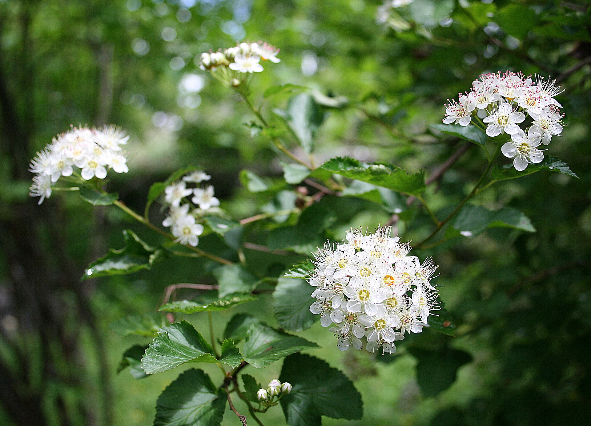 Imagem de referência relacionada a Physocarpus, item descrito como género de plantas