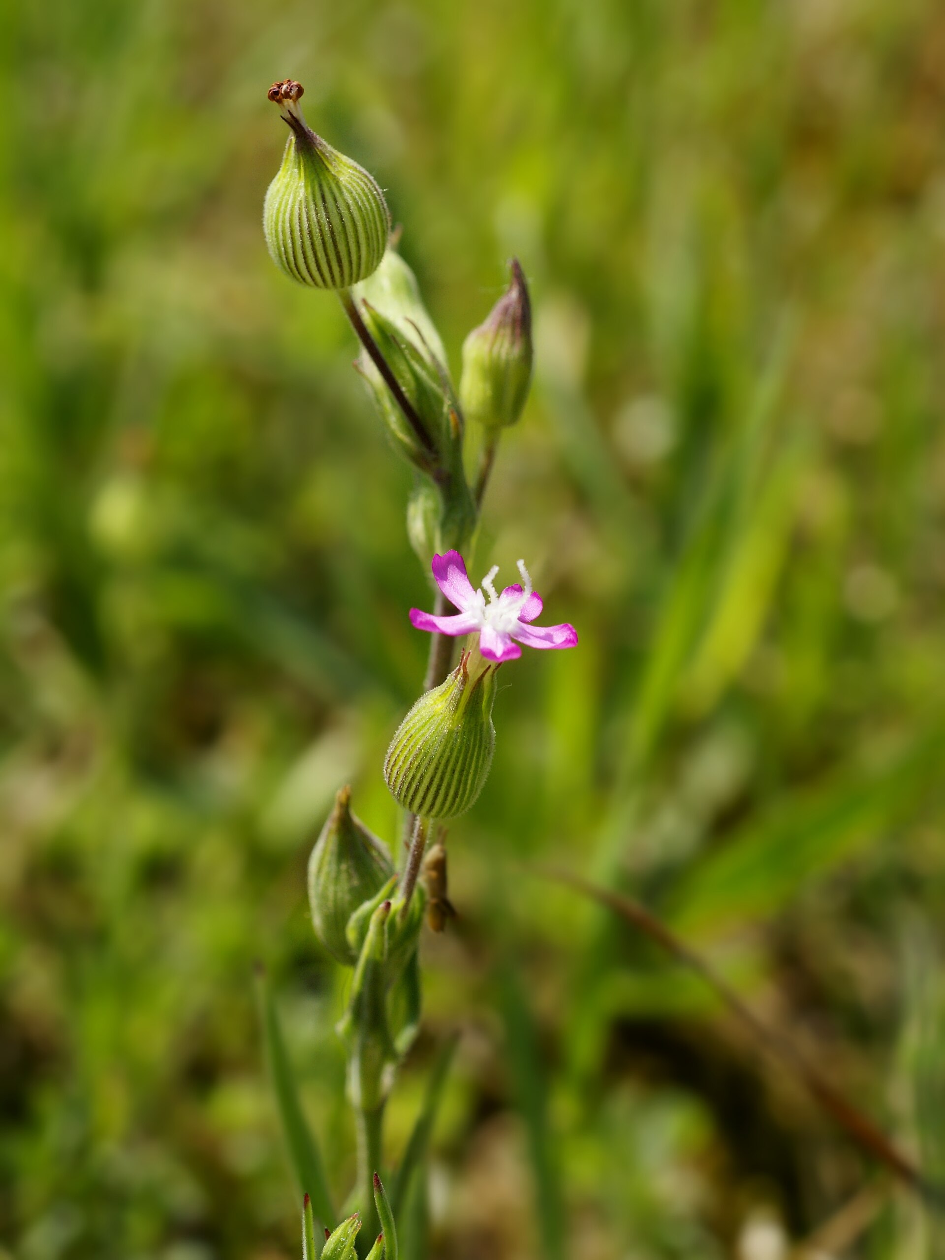 Imagem de referência relacionada a Silene, item descrito como género de plantas