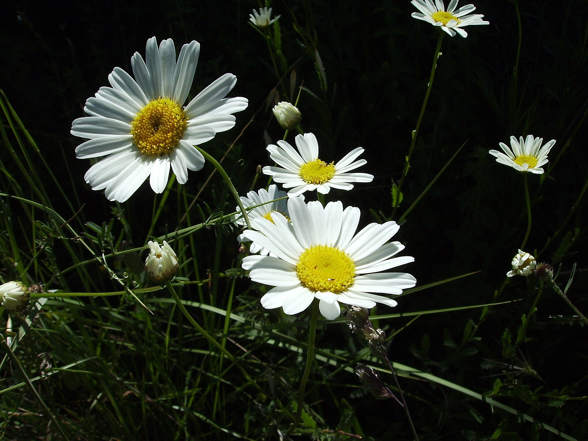 Imagem de referência relacionada a Leucanthemum vulgare, item descrito como espécie de planta