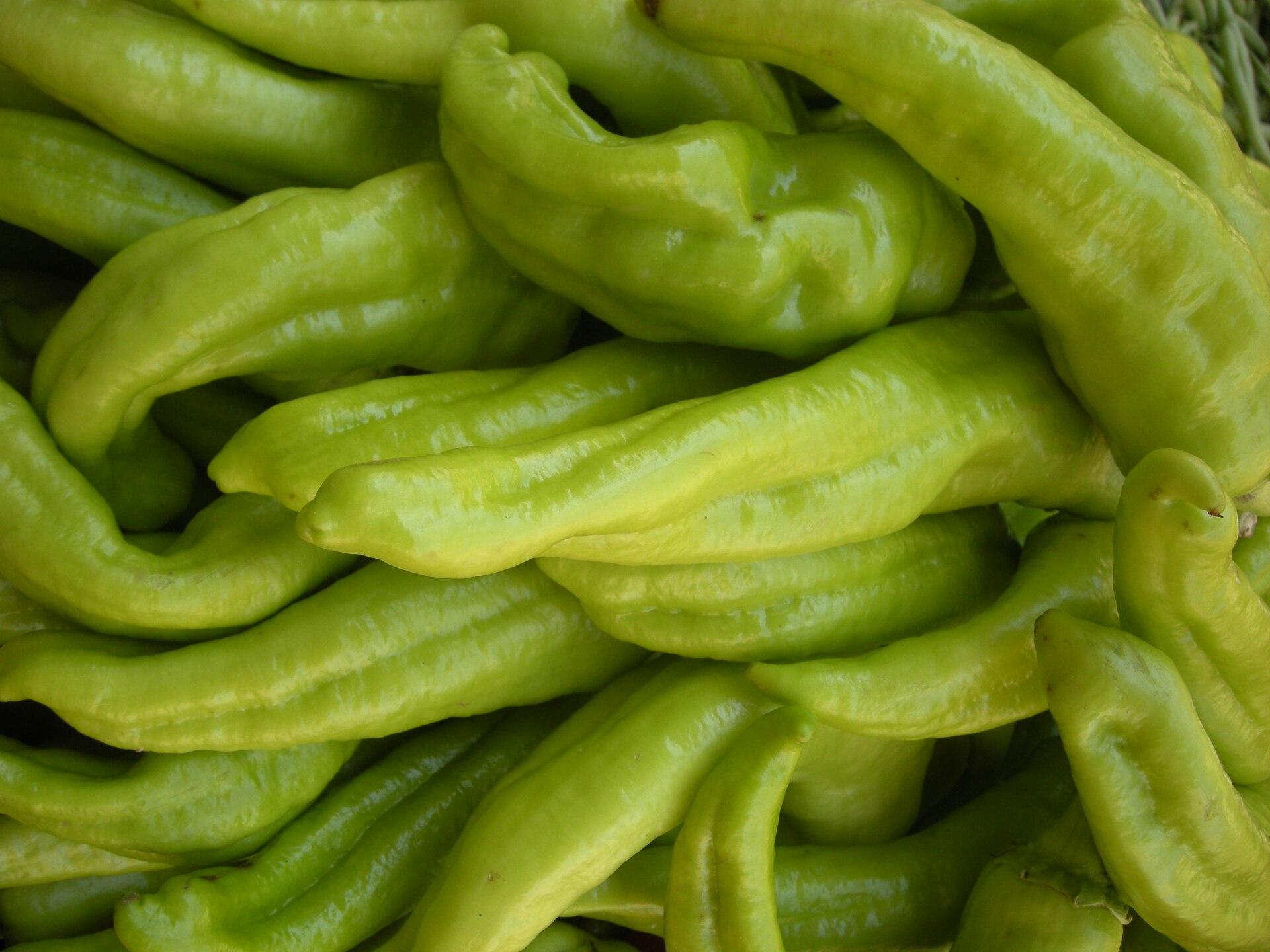 Imagem de referência relacionada a Capsicum baccatum, item descrito como registro de referência sobre Capsicum baccatum, organizado a partir de dados estruturados abertos