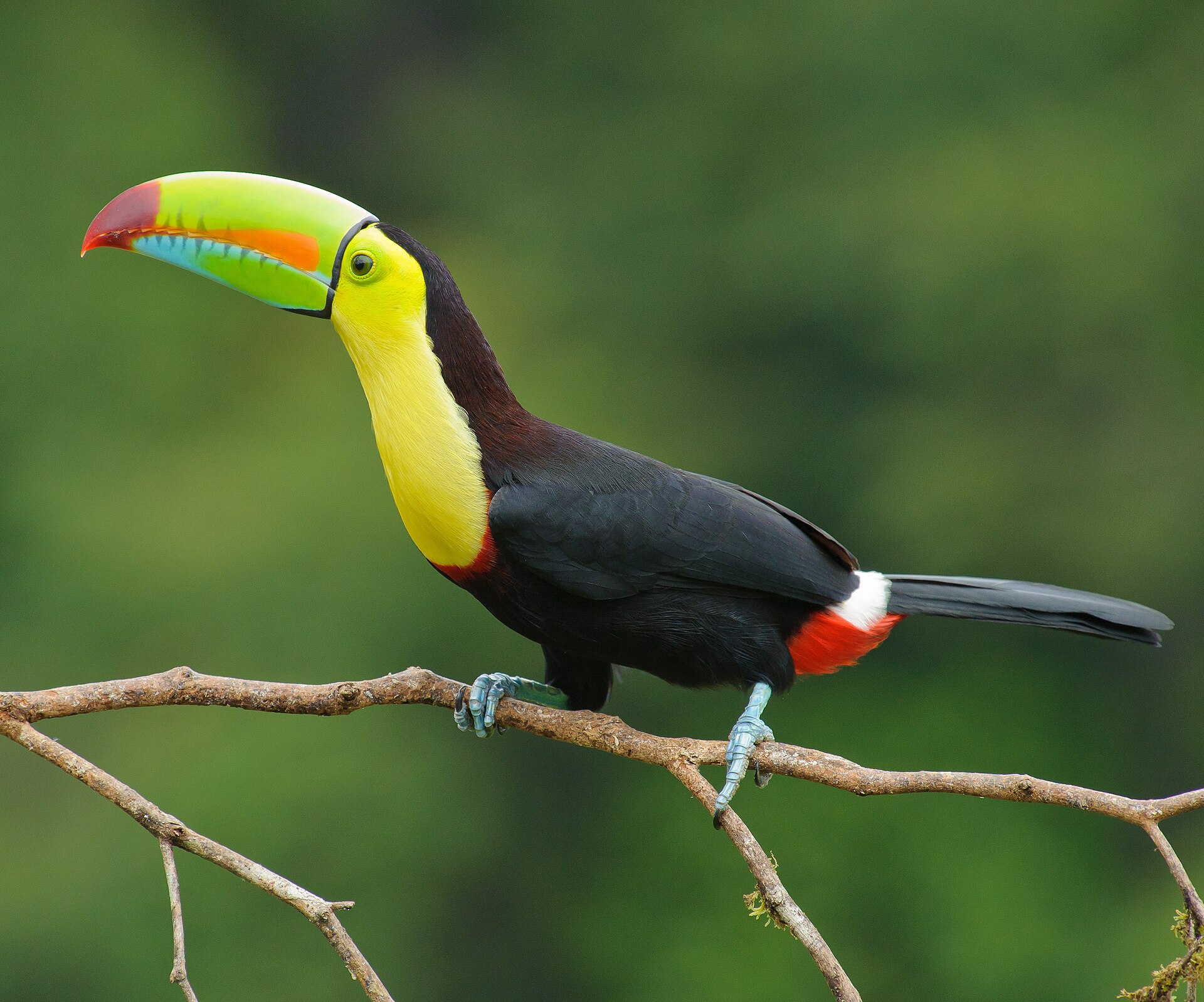 Imagem de referência relacionada a Ramphastos sulfuratus, item descrito como espécie de ave