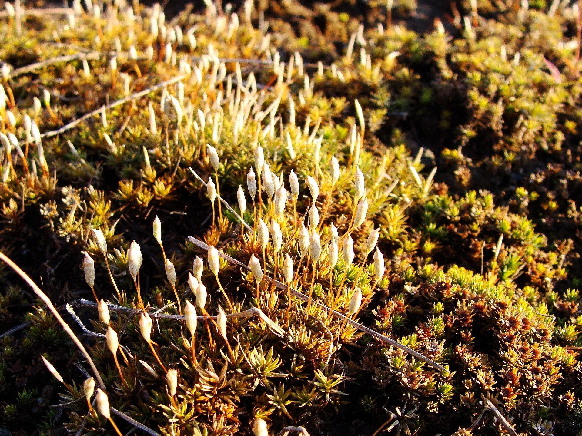 Imagem de referência relacionada a Polytrichaceae, item descrito como registro de referência sobre Polytrichaceae, organizado a partir de dados estruturados abertos