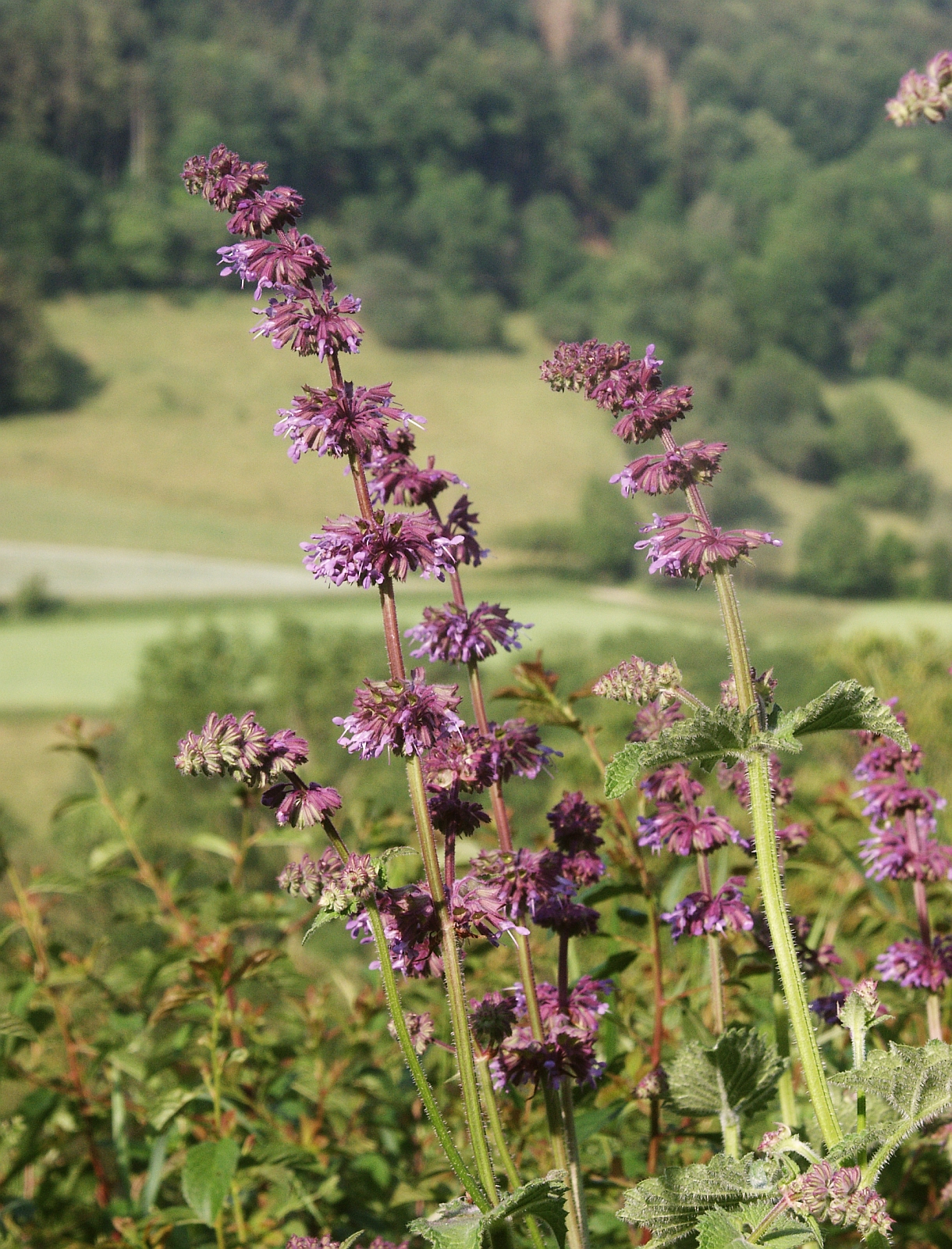 Imagem de referência relacionada a Salvia verticillata, item descrito como registro de referência sobre Salvia verticillata, organizado a partir de dados estruturados abertos