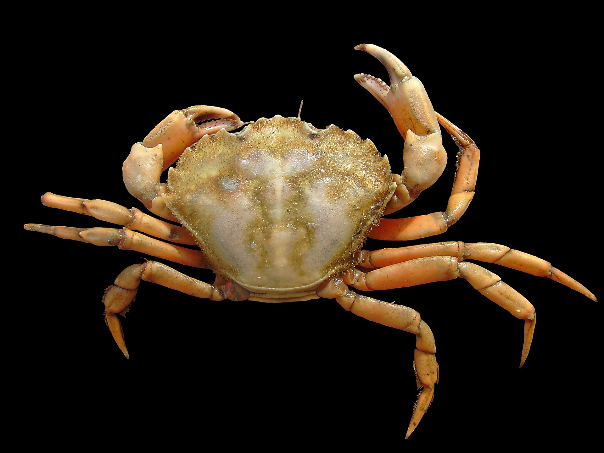 Imagem de referência relacionada a Carcinus, item descrito como um gênero de caranguejos