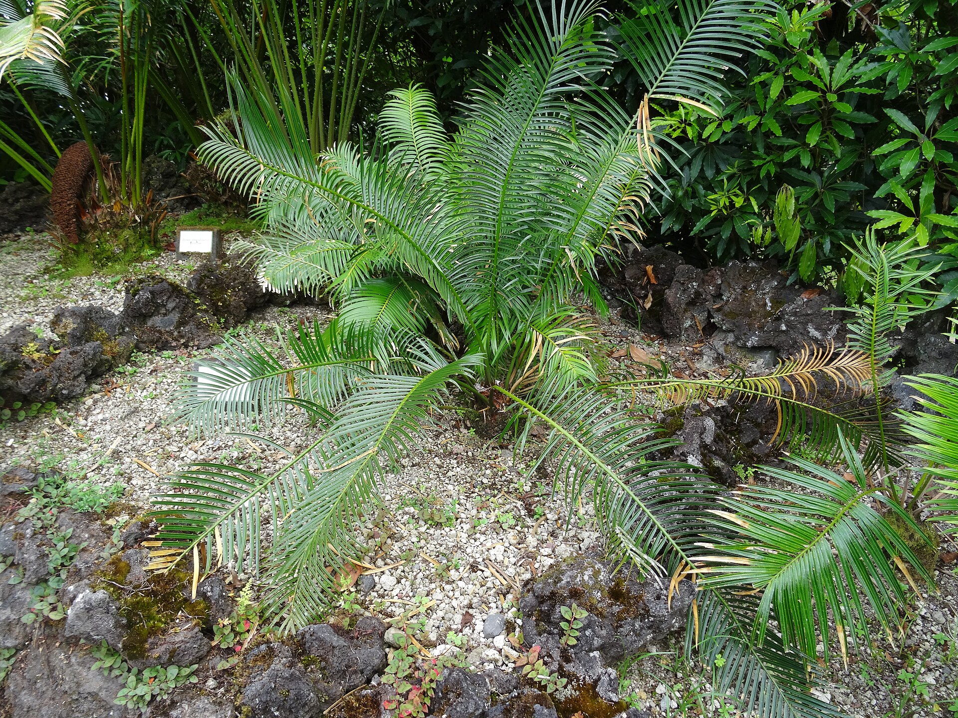 Imagem de referência relacionada a Cycas sexseminifera, item descrito como espécie de planta