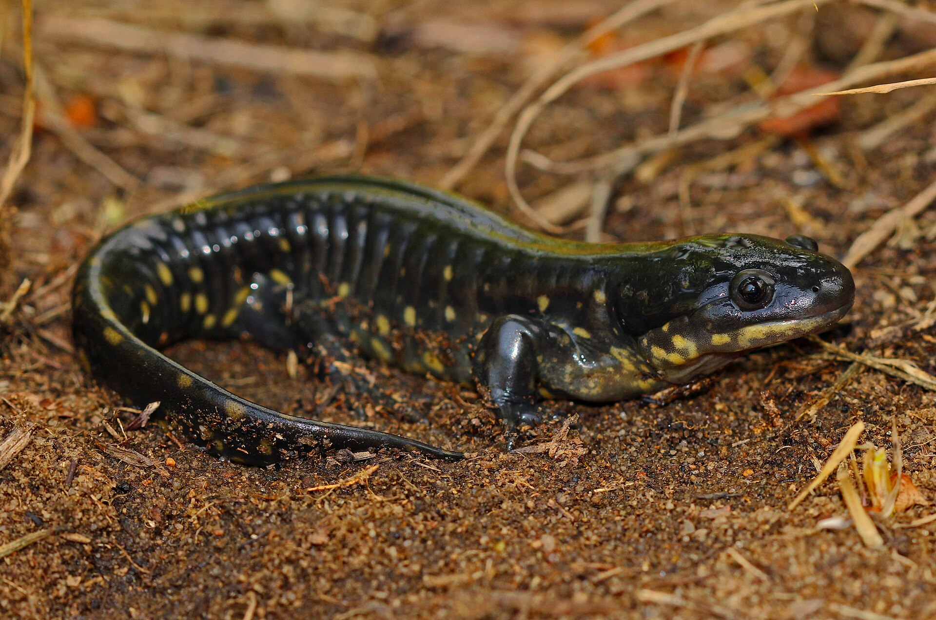 Imagem de referência relacionada a Ambystoma tigrinum, item descrito como espécie de anfíbio