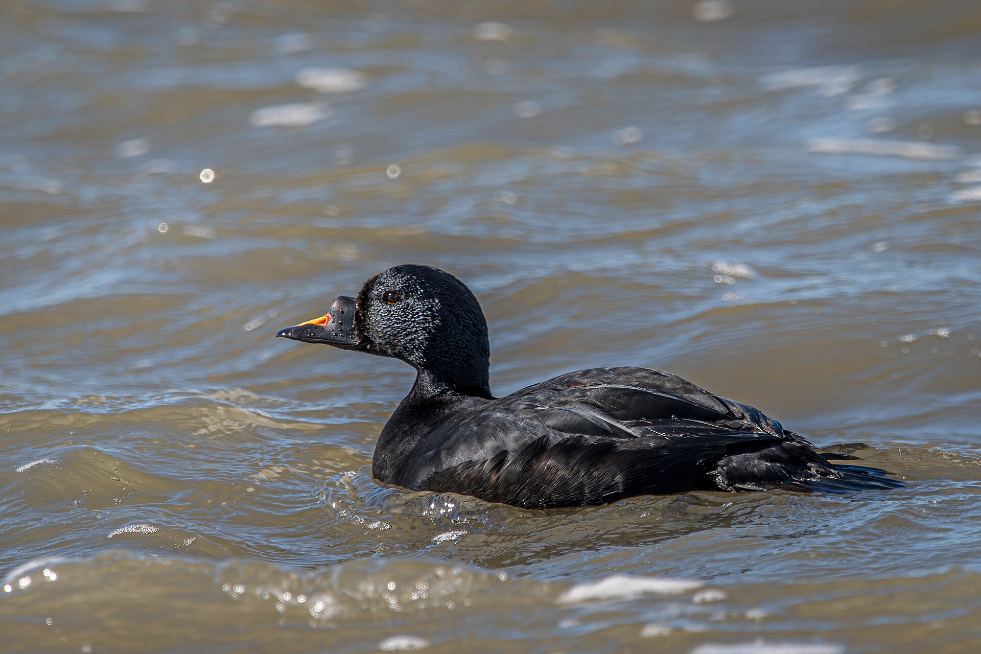 Imagem de referência relacionada a Pato-preto, item descrito como espécie de ave