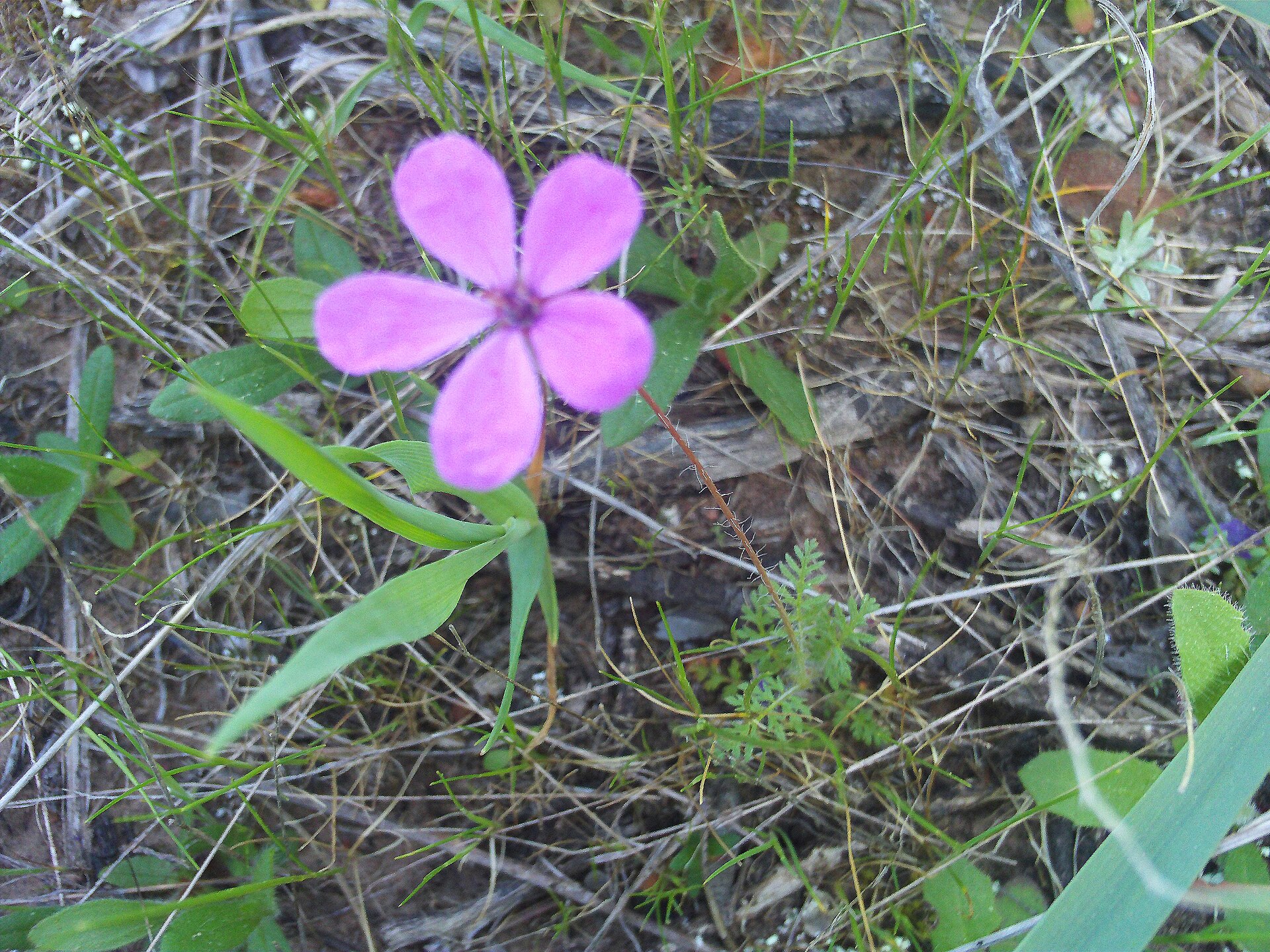 Imagem de referência relacionada a Erodium aethiopicum, item descrito como espécie de planta