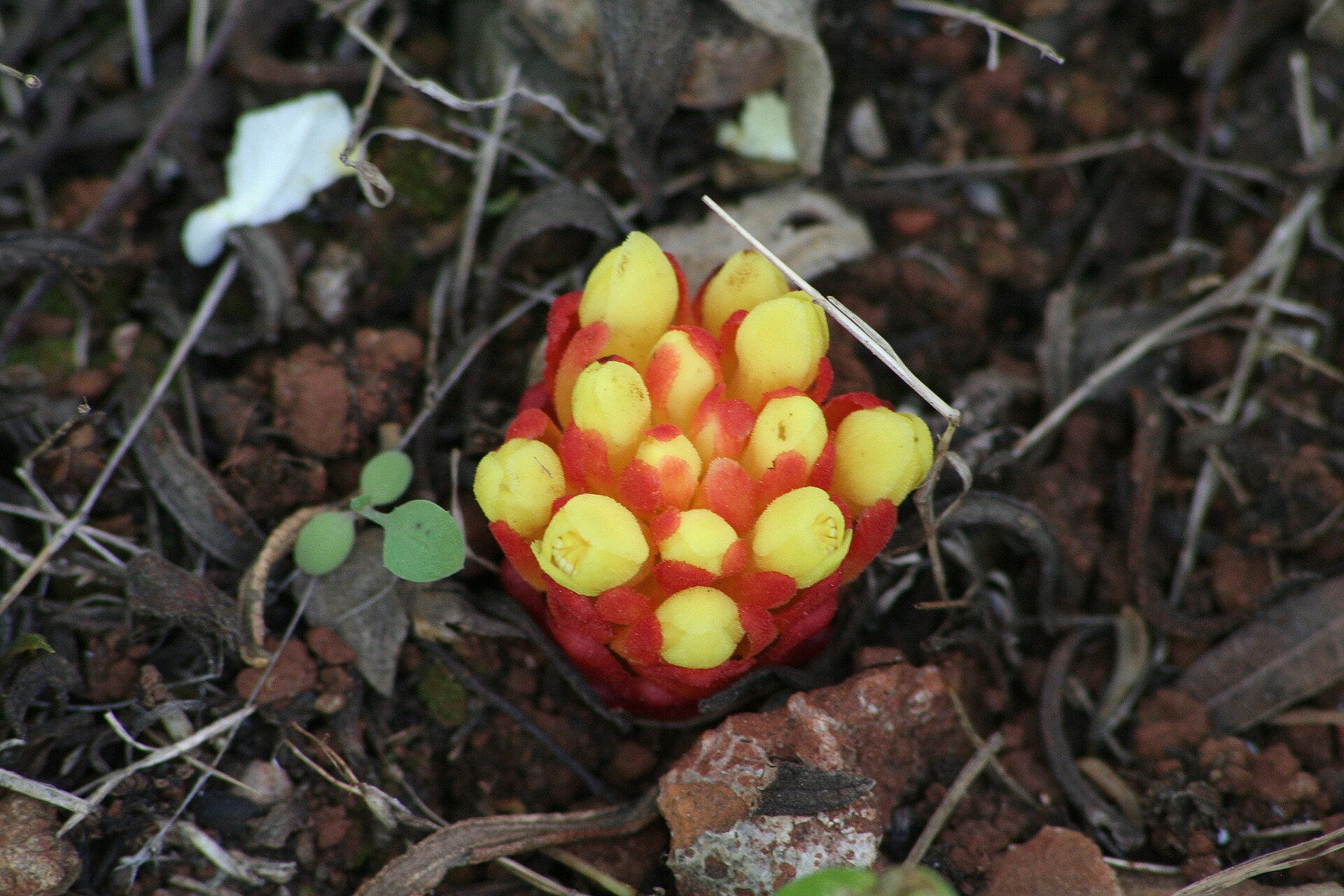 Imagem de referência relacionada a Cytinaceae, item descrito como registro de referência sobre Cytinaceae, organizado a partir de dados estruturados abertos