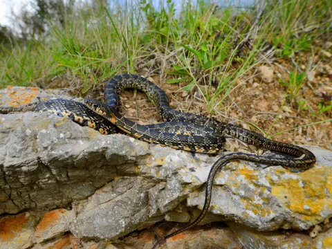 Flórida: um jacaré de 3,6 metros ataca pescador e o mata