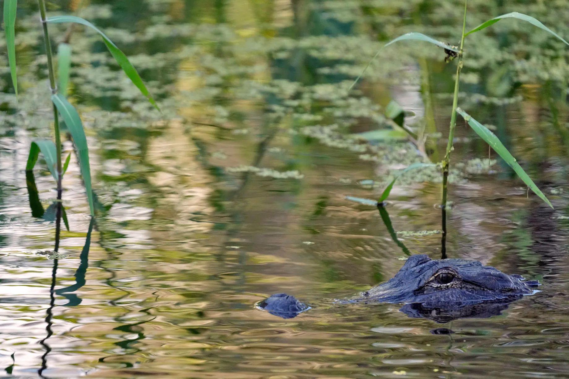 Flórida: um jacaré de 3,6 metros ataca pescador e o mata