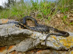 Flórida: um jacaré de 3,6 metros ataca pescador e o mata