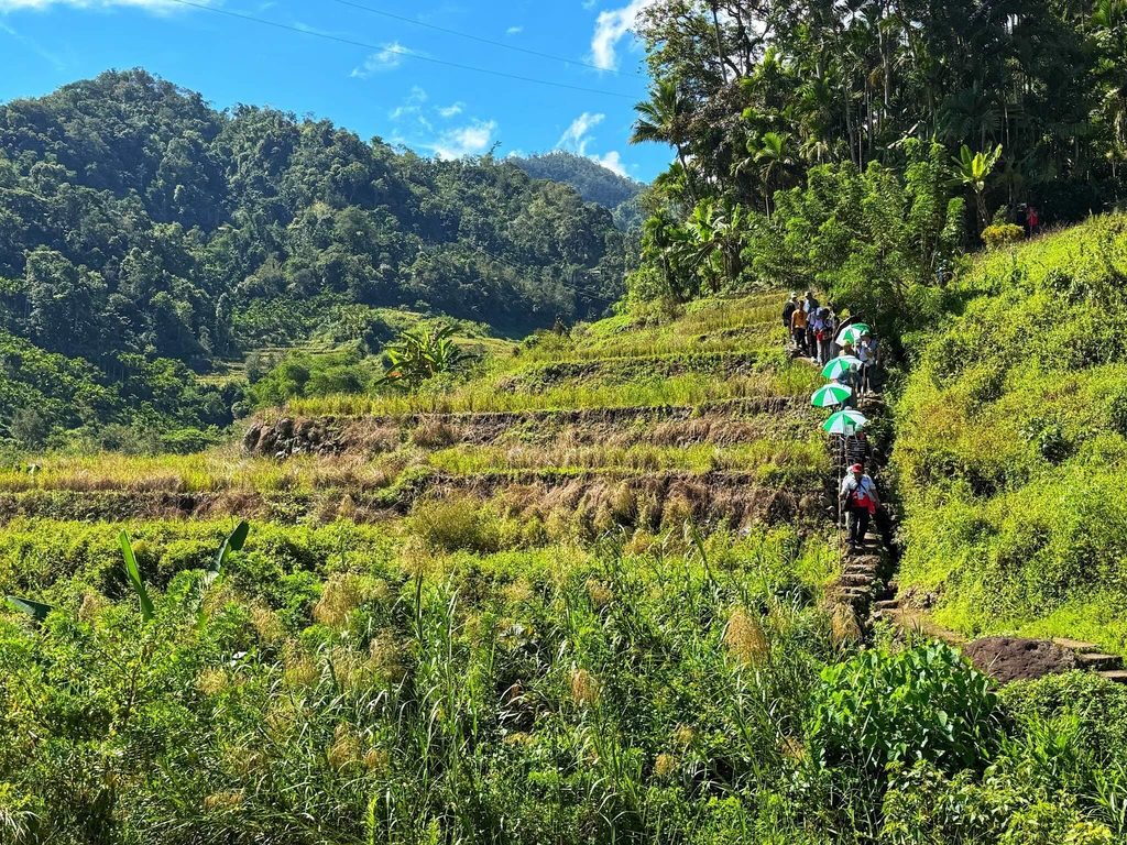 Quando as terraços de arroz dos Ifugao descansam