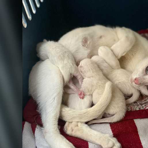Ateneo Rockwell cats lose longtime shelter; volunteers seek help and answers