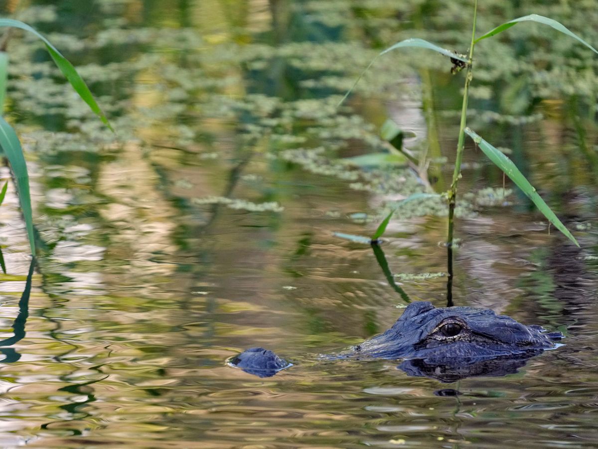 Flórida: um jacaré de 3,6 metros ataca pescador e o mata