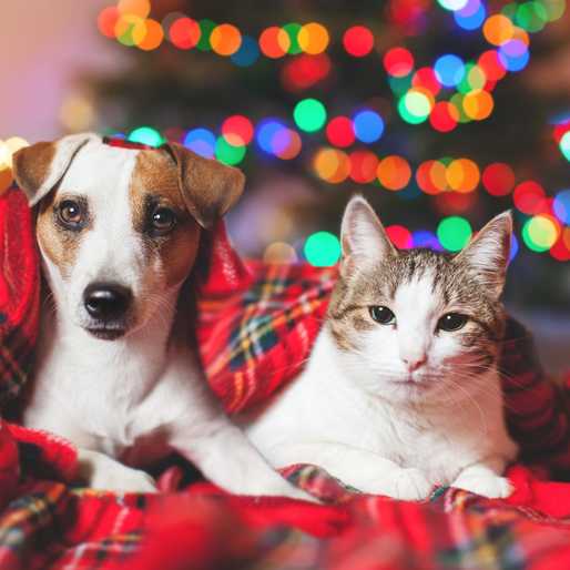 Expert-backed tips to keep your pets healthy this holiday season