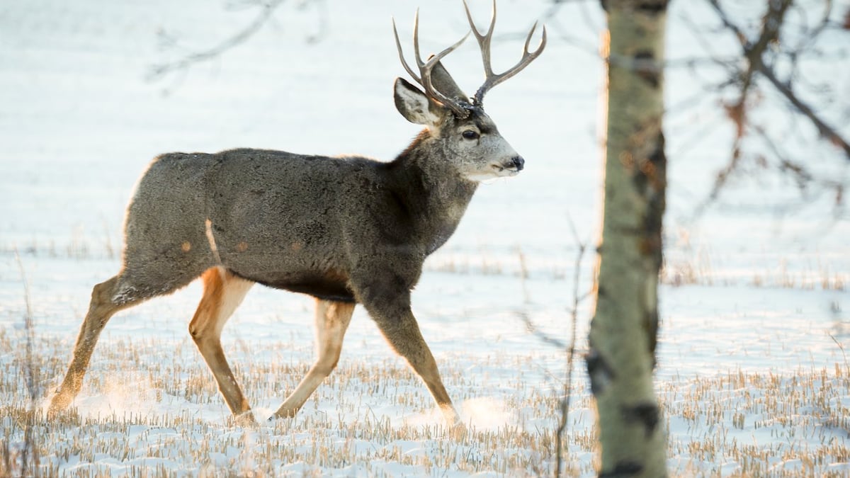 Saskatchewan to continue CWD testing program in 2026-27 hunting season
