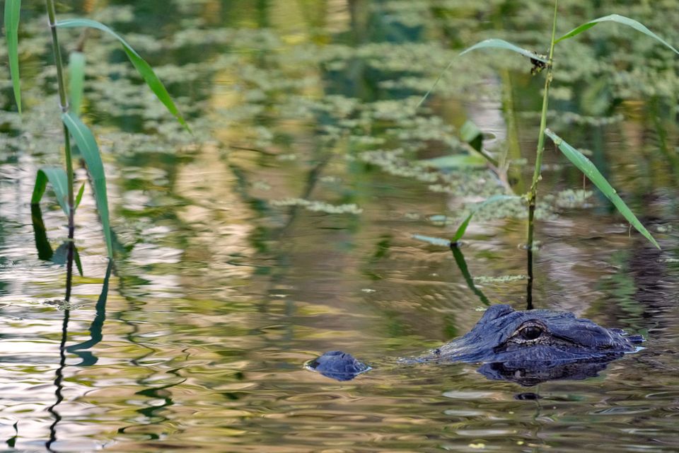 Alligator in Florida (Oktober 2025)
