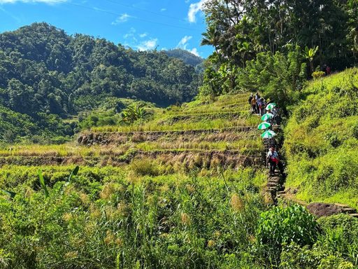 Quando as terraços de arroz dos Ifugao descansam