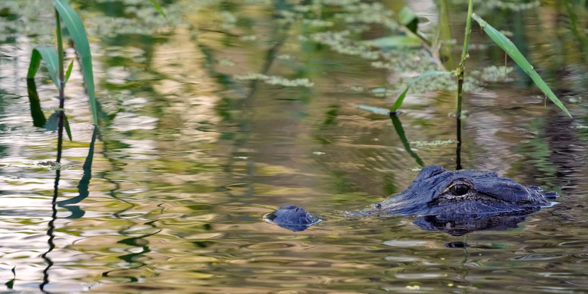 Flórida: um jacaré de 3,6 metros ataca pescador e o mata