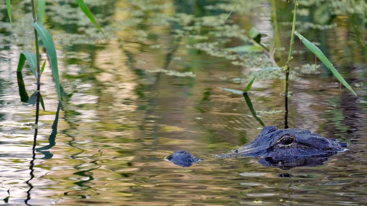Flórida: um jacaré de 3,6 metros ataca pescador e o mata