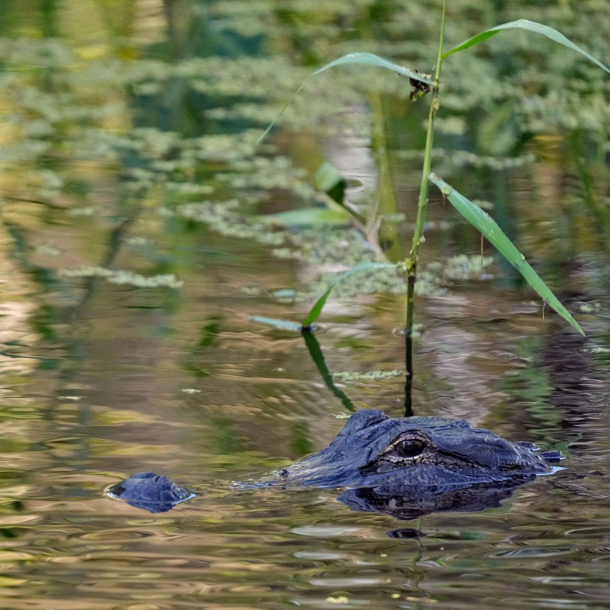 Flórida: um jacaré de 3,6 metros ataca pescador e o mata